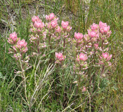 Castilleja angustifolia angustifolia