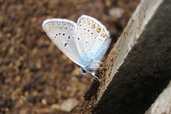 Polyommatus amandus