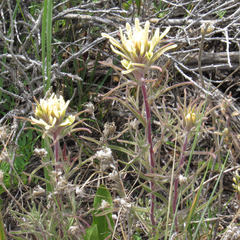 Castilleja angustifolia angustifolia