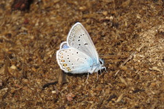 Polyommatus amandus