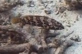 Epinephelus merra