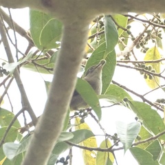 Iole viridescens cinnamomeoventris