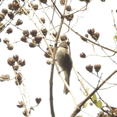 Rubigula erythropthalmos