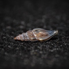 Mangelia attenuata