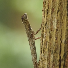 Draco formosus