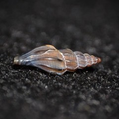 Mangelia attenuata