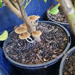 Psilocybe angulospora
