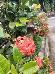 Heraclides anchisiades