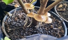 Psilocybe angulospora