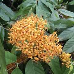 Saraca