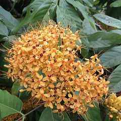 Saraca