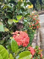 Heraclides anchisiades