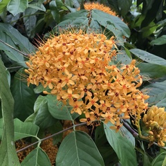Saraca