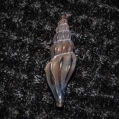 Mangelia attenuata