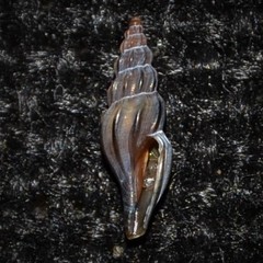 Mangelia attenuata