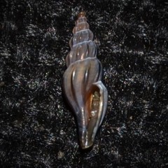Mangelia attenuata