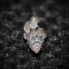 Mangelia attenuata