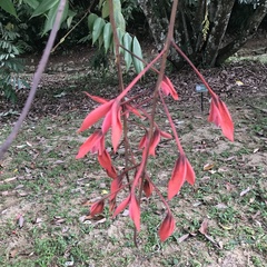 Amherstia nobilis