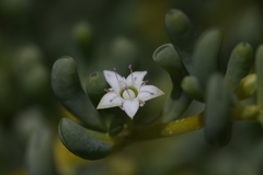 Trianthema turgidifolium