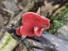 Sarcoscypha humberiana