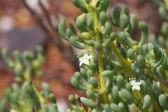 Trianthema turgidifolium