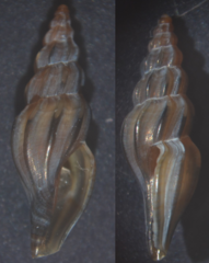 Mangelia attenuata
