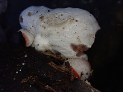 Sarcoscypha humberiana