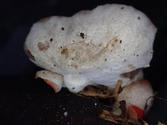 Sarcoscypha humberiana