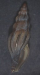 Mangelia attenuata