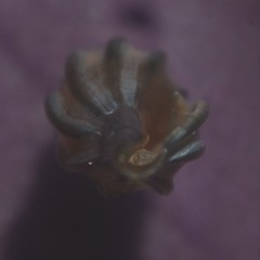 Mangelia attenuata