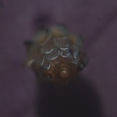 Mangelia attenuata