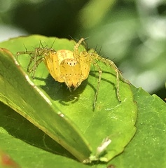 Oxyopes punctatus