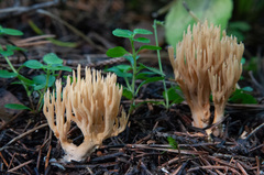 Phaeoclavulina eumorpha