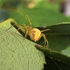 Oxyopes punctatus