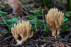 Phaeoclavulina eumorpha