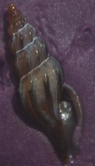 Mangelia attenuata