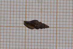 Mangelia attenuata