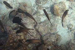 Ctenochaetus striatus