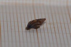 Mangelia attenuata