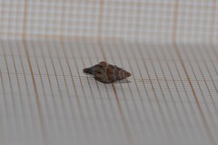 Mangelia attenuata