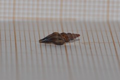 Mangelia attenuata