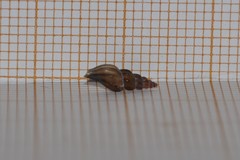 Mangelia attenuata
