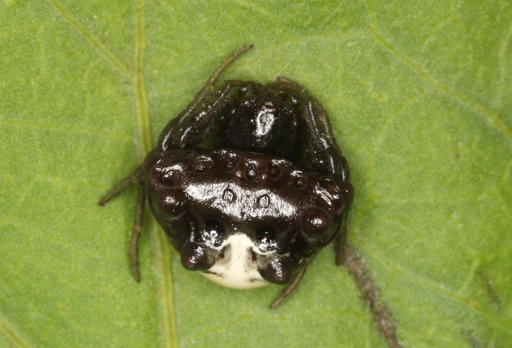 Bird-dropping Araneid Spiders