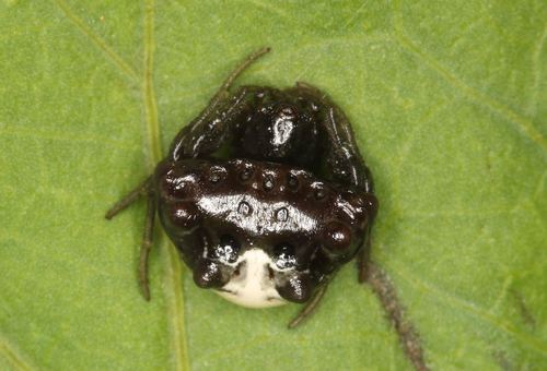 Aethriscus olivaceus · iNaturalist