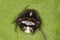 Aethriscus olivaceus