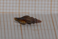 Mangelia attenuata