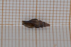 Mangelia attenuata