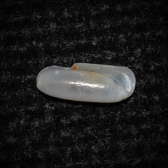 Cylichna cylindracea