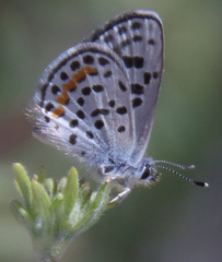 Euphilotes bernardino