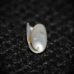 Cylichna cylindracea